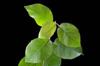 Saule marsault - rameau avec feuilles (Salix caprea) 